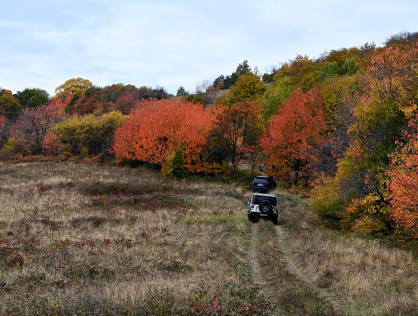 sumadija2020-34_20201025_124354_Z71_1238_1000x